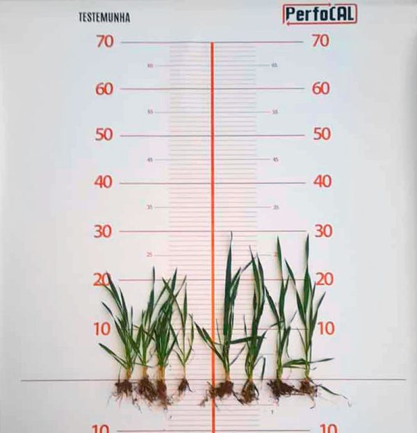 Trigo-perfocal